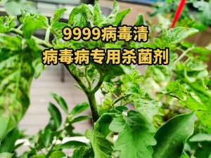 99 视频这里只有精品国产，无广告骚扰，无病毒，绿色安全，你值得拥有