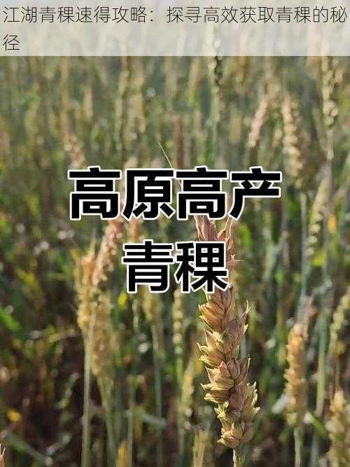 江湖青稞速得攻略：探寻高效获取青稞的秘径